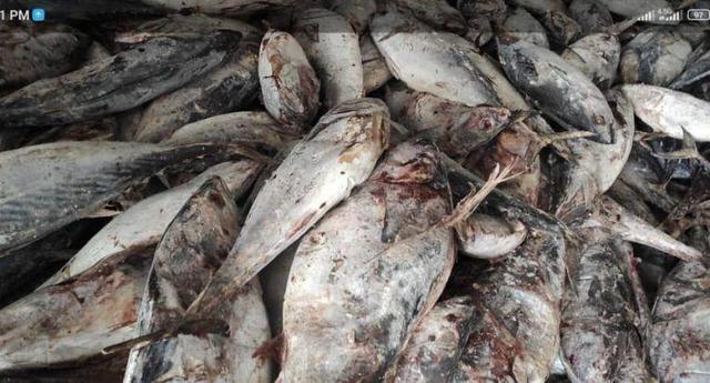 توقیف ۲ لنج غیرمجاز عمانی و کشف ۱۰۰ کیلوگرم مارماهی در آبهای جاسک