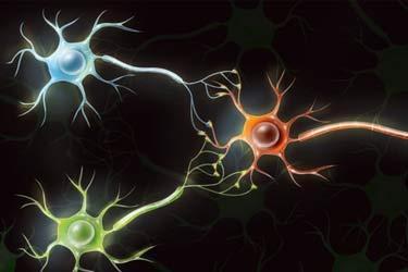 کامپیوترهای بیولوژیکی: تبدیل سلولهای مغزی انسان به کامپیوترهای کاربردی