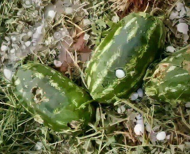 تگرگ هندوانههای شب یلدا را سوراخ کرد؛ تصاویر عجیب بارش شدید تگرگ در این نقطه از کشور را ببینید