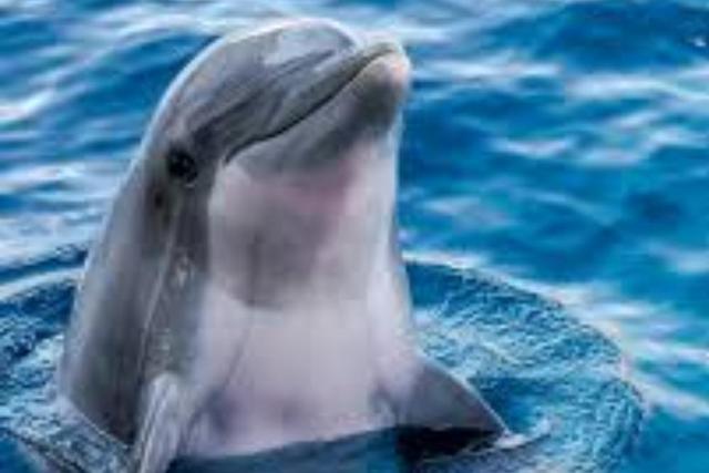 دوستی دلفینها به نفع آنهاست