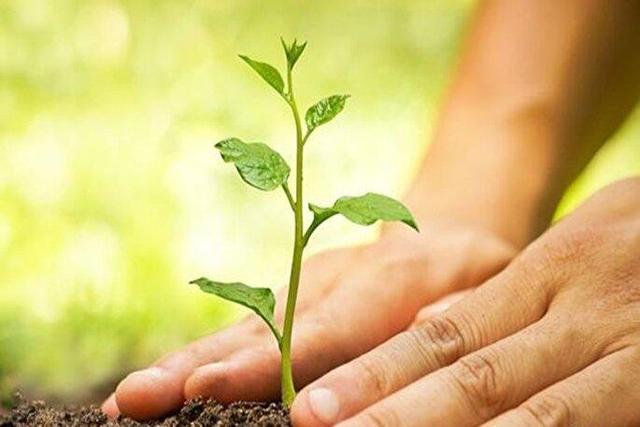 طرح ملی درختکاری؛ میراثی ماندگار برای آیندگان و جامعه