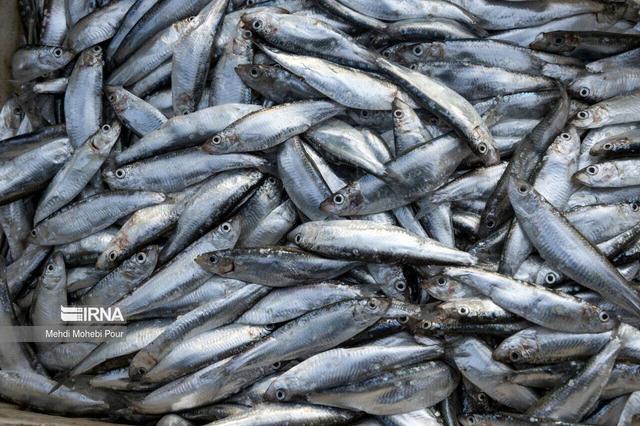 صید کیلکا در گیلان ۳۵ درصد کاهش یافت