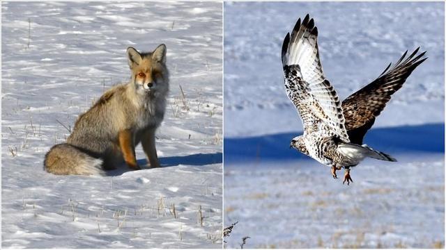 دیده شدن روباه سرخ و شاهین پاپر در طبیعت برفی ساریقامیش