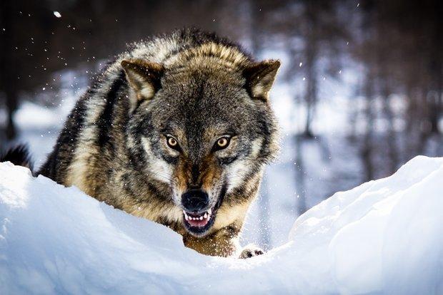 حمله گرگ گرسنه به روستای لمهدرق کلیبر