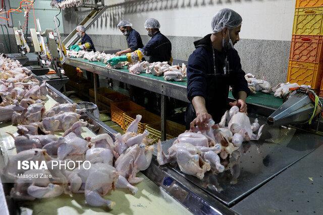 نهاده با نرخ مصوب عرضه نمیشود/ مرغ و تخممرغ رمضان چه میشود؟