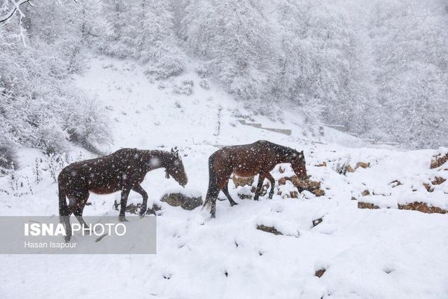 بارش برف زمستانی سوادکوه - مازندران