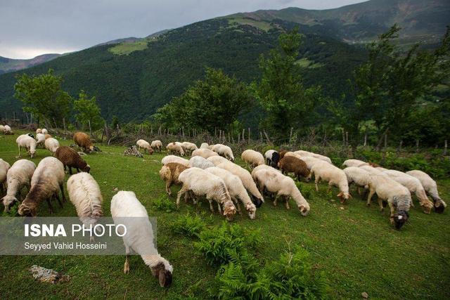 نقش تحقیقات کاربردی در پایداری تولید گوشت و معیشت عشایر کشور