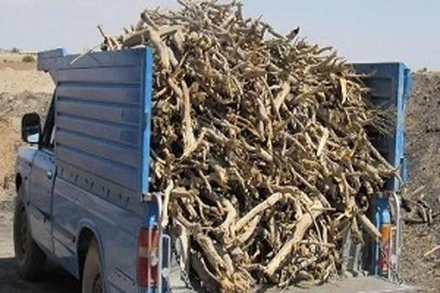 وقتی طمع، درختان گز دریاچه ارومیه را تهدید میکند؛ دو متخلف دستگیر شدند