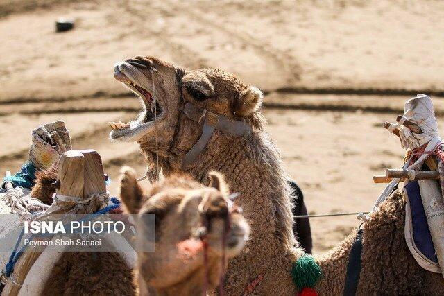 نخستین ردیاب هوشمند شتر در بندرعباس نصب و راهاندازی شد
