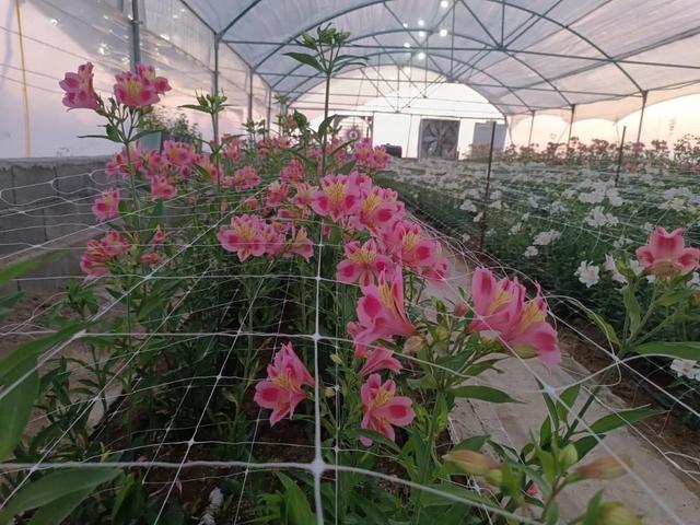 شهریار؛ از باغهای سنتی تا گلخانههای مدرن در غرب تهران