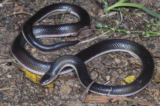 رازی ۱۵۰ میلیونساله؛ مارها چطور پاهایشان را از دست دادند؟