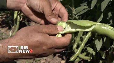 آغاز برداشت باقلا در لرستان