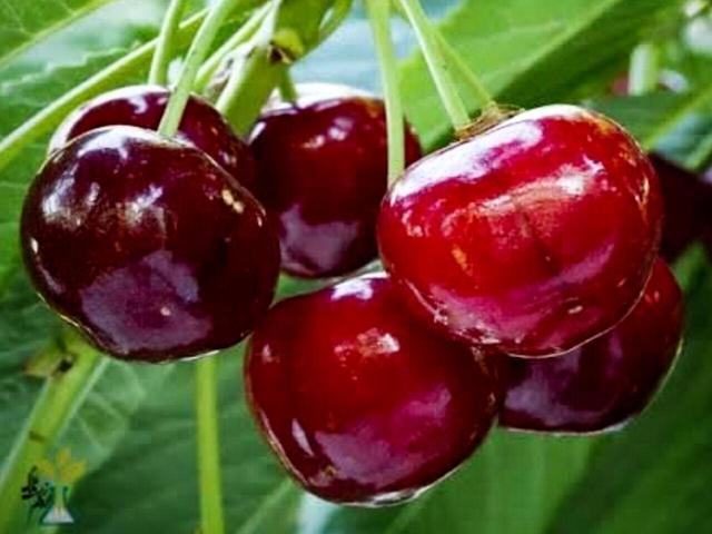 پیشبینی برداشت ۲۲ هزار تن آلبالو و گیلاس از باغات استان مرکزی